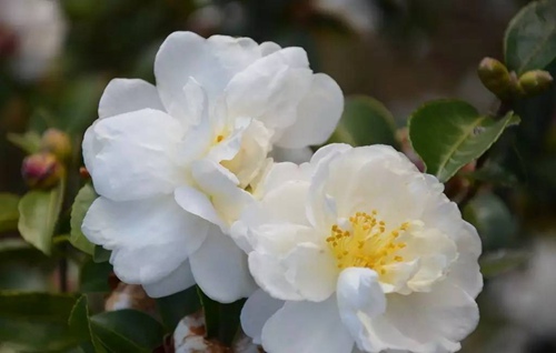 花亦山心之月怎么合成花束(花亦山心之月花束合成方法介绍)