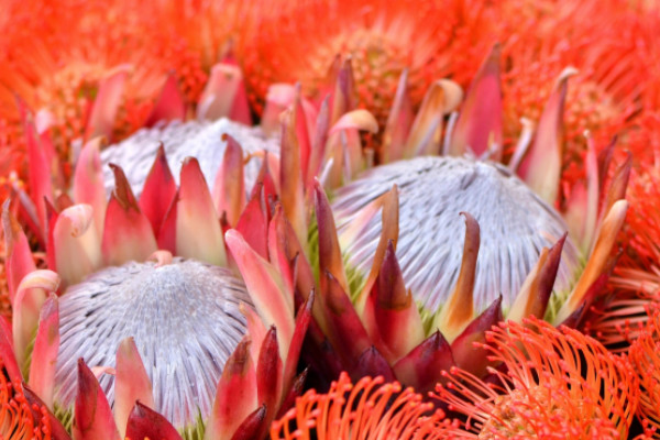 世界上最美最尊贵的花_图片