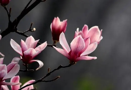 花亦山心之月怎么合成花束(花亦山心之月花束合成方法介绍)