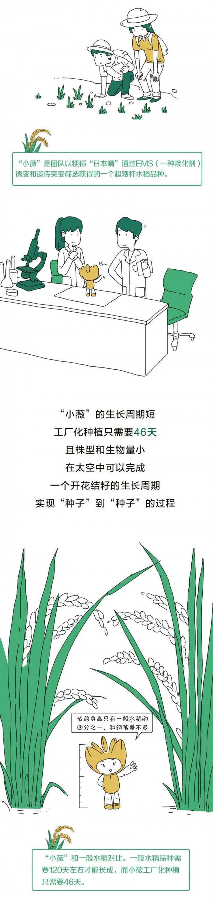 中国人的种菜天赋有多强？太空也能种水稻