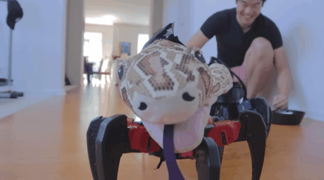 油管博主给蛇做了套义肢 三千万人在线围观