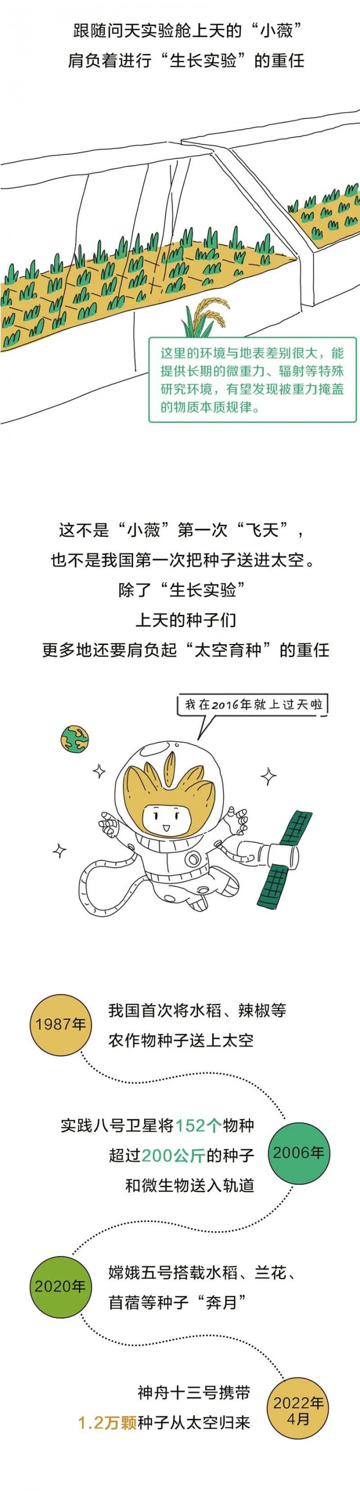 中国人的种菜天赋有多强？太空也能种水稻