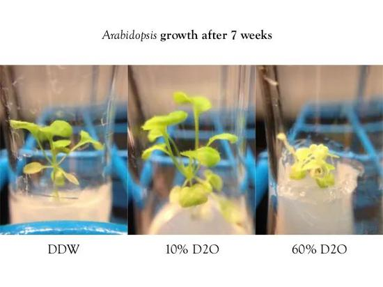 参与核反应的重水也能喝？喝过的都说甜？