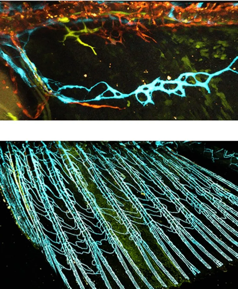 科学家们发现血管会“记住”它们的起源