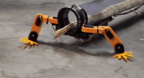 油管博主给蛇做了套义肢 三千万人在线围观