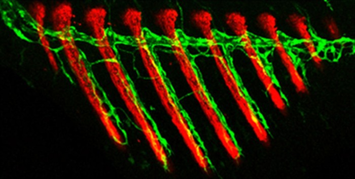 科学家们发现血管会“记住”它们的起源