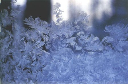 冰花在玻璃的外面还是里面 窗花在里面还是外面蚂蚁庄园